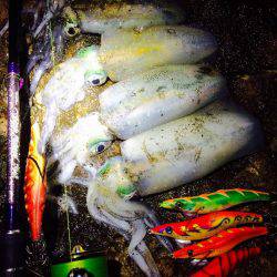 渋い渋い夕マヅメエギング