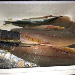 ナブラびっしり