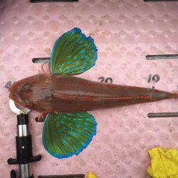 アコウ爆釣‼️