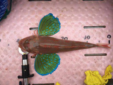 アコウ爆釣‼️