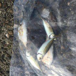 エギングのはずが…