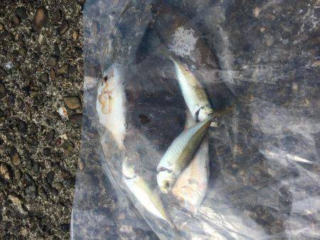 エギングのはずが…