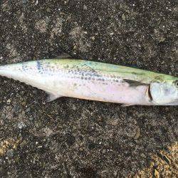 ショアジギング