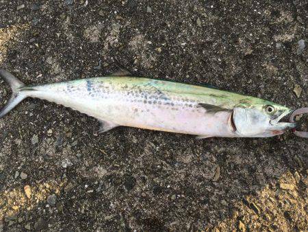 ショアジギング