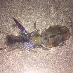 淡路島 アオリイカ釣行