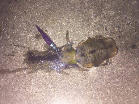 淡路島 アオリイカ釣行