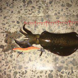 アジングからエギング!