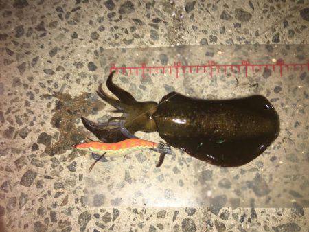 アジングからエギング!