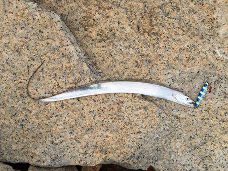 友人デビュー戦！