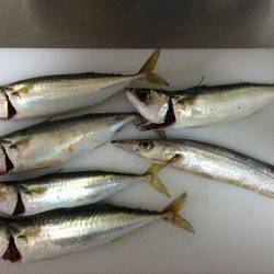 東二見人工島でライトショアジギング