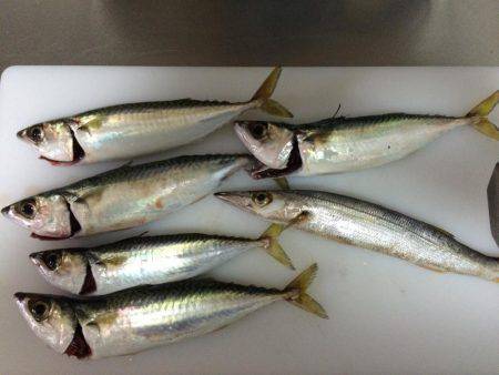 東二見人工島でライトショアジギング