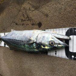 サゴシ接岸してます!