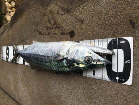 サゴシ接岸してます!