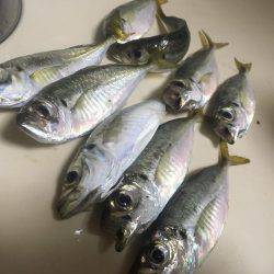 魚種が豊富な1時間❗️