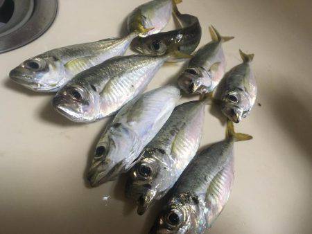 魚種が豊富な1時間❗️