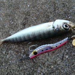 朝マヅメ激渋太刀魚