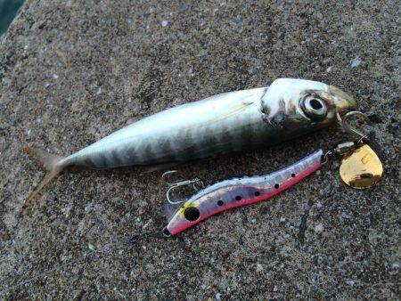 朝マヅメ激渋太刀魚