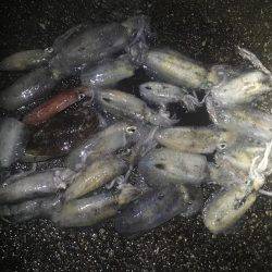 雨でも釣れました❗️