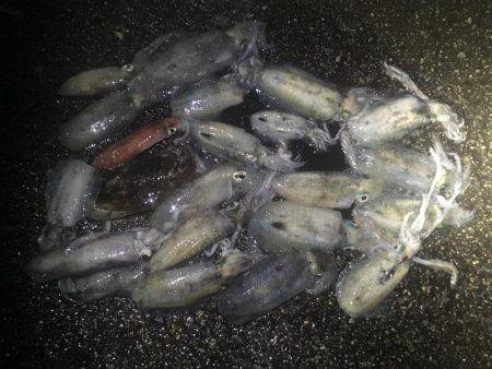 雨でも釣れました❗️