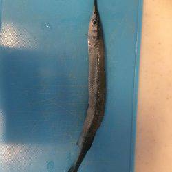 タコから始まる寸劇