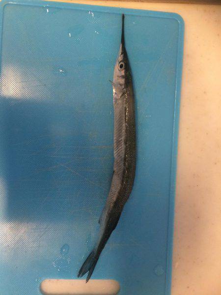 タコから始まる寸劇