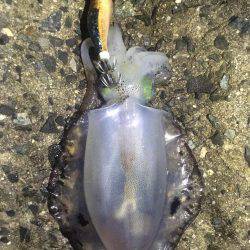 リリースしてあげましょうよ‼️