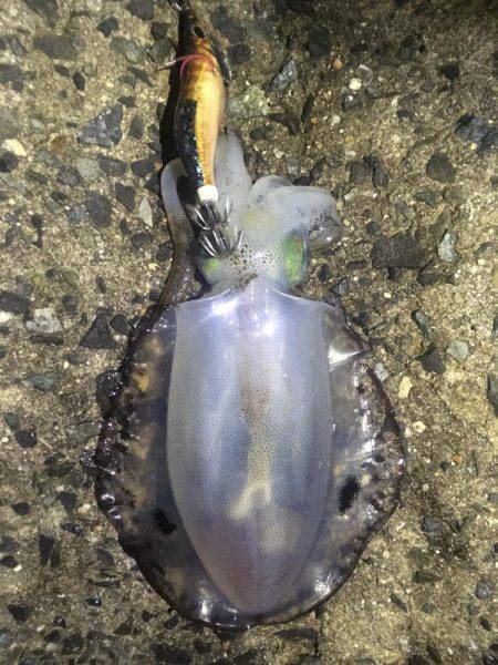 リリースしてあげましょうよ‼️