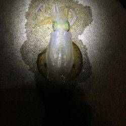 ナイトエギング