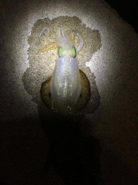 ナイトエギング