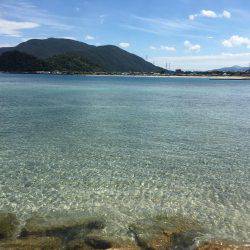 良型キスとアオリイカ新子調査