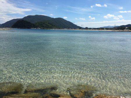 良型キスとアオリイカ新子調査