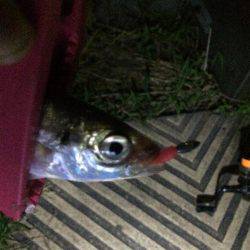 風はあったけど面白かった‼️