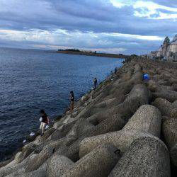 忠岡にもタチウオ到来!