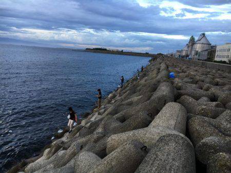 忠岡にもタチウオ到来!