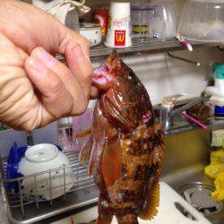 青物じゃなく底物