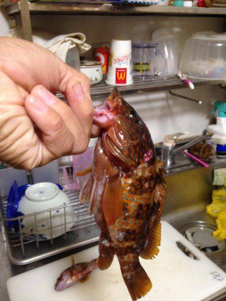 青物じゃなく底物