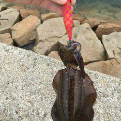 今年初アオリイカ