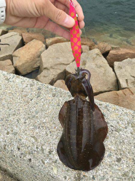 今年初アオリイカ