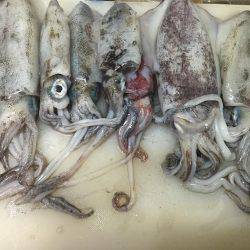 台風前にエギング