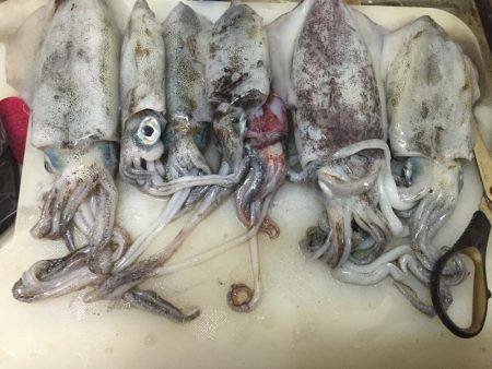 台風前にエギング