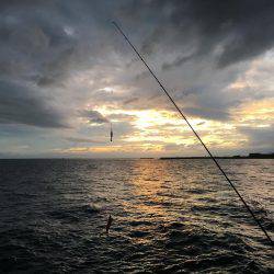 ケンサキイカまだ居る