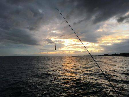 ケンサキイカまだ居る