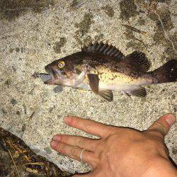 ライトタックルでお手軽ナイトロ