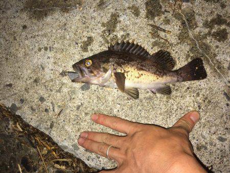 ライトタックルでお手軽ナイトロ