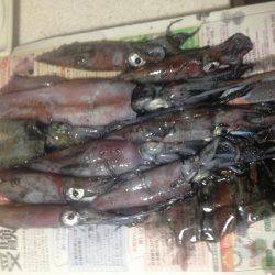 ケンサキさんこんにちは