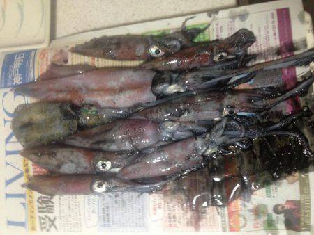 ケンサキさんこんにちは