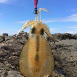 中紀デイエギング