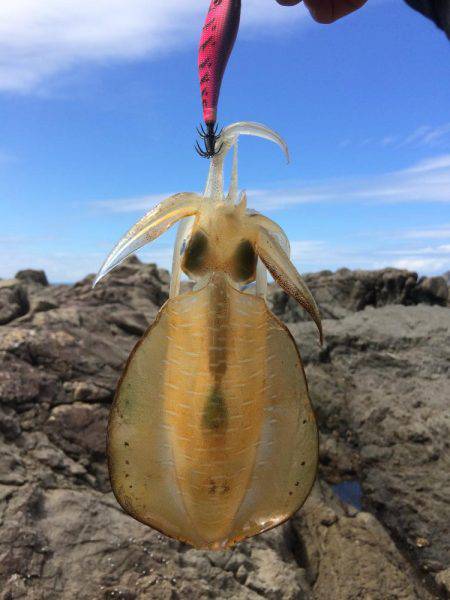 中紀デイエギング