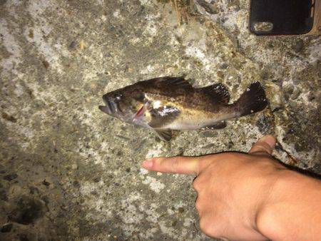 手のひらサイズのソイ好調