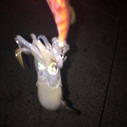 今日は月が明るいです(○´3`○)ノ